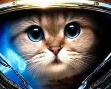 Кот Шредингера полетел в космос