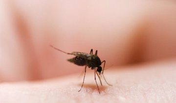 Латиноамериканкам рекомендуют не рожать до 2018 года