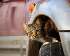 Котик під машиною / фото