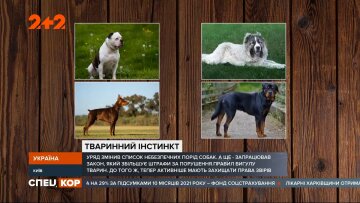 Опасные собаки, фото: скриншот из видео