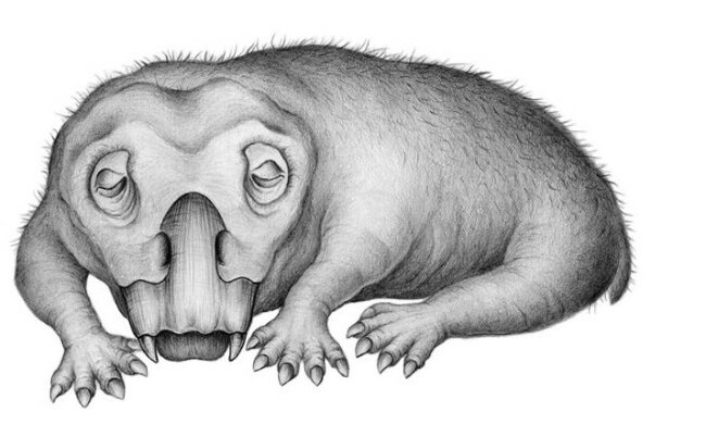 Lystrosaurus в представлении художника, фото: Wikimedia Commons