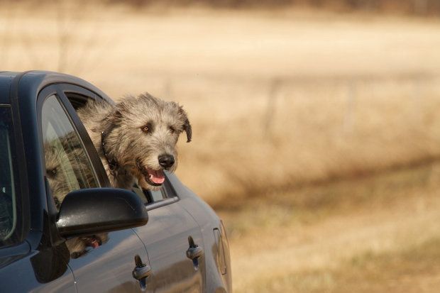 В сети показали забавные снимки самых больших псов в мире: суровые охотники с добрым сердцем