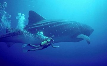 Самые лучшие места для дайвинга 2017: топ 4