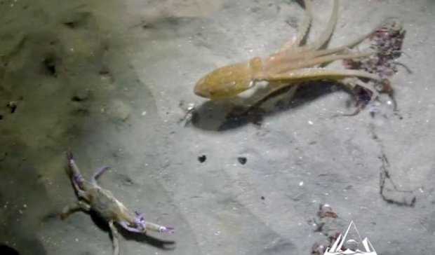 Сеть потрясла непредсказуемая драка осьминога с крабом