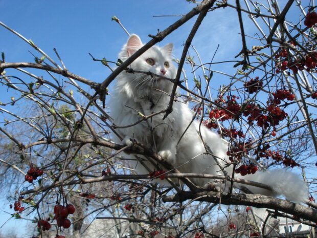 весенний кот, фото: pixabay