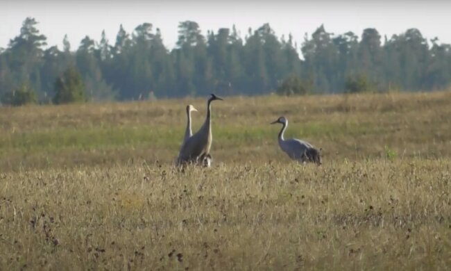 журавлі, скріншот з відео