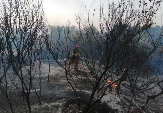 Лесные пожары, фото: facebook.com/pressjfo.news/