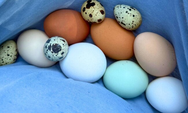 Куриные и перепелиные яйца: фото из свободных источников