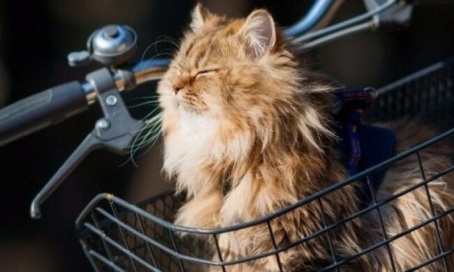 22 травня українців очікує потепління