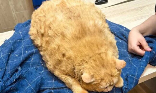 Бездомный толстяк в 17 кг: как кот Крошик из подвала стал звездой интернета