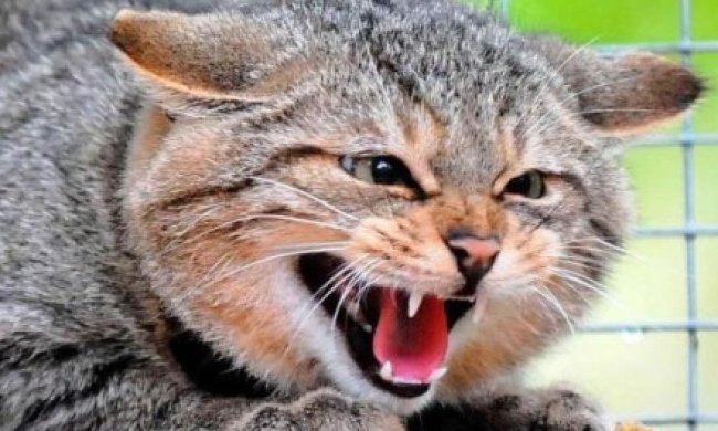Медики відповідатимуть за смерть жінки, яку покусав скажений кіт