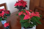 Кімнатна рослина Пуансеттія зображення