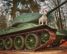 Собака у найдивніших покинутих місцях (фото)