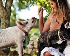 Свинка вважає себе собакою