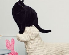Антистресові кігтегострики для котів (фото, відео)