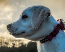 Сині собаки поставили на вуха індійське місто