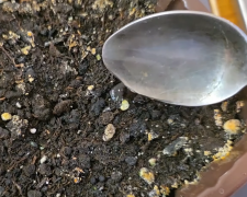 Поживний настій для розсади, кадр з відео