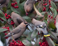 Самые полезные осенние ягоды