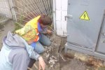Унікальну істоту знайшли в підвалі київського будинку