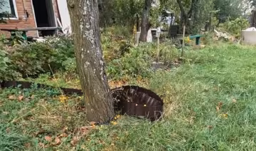 Тень - не всегда приговор: растения, которые можно и нужно высаживать именно там
