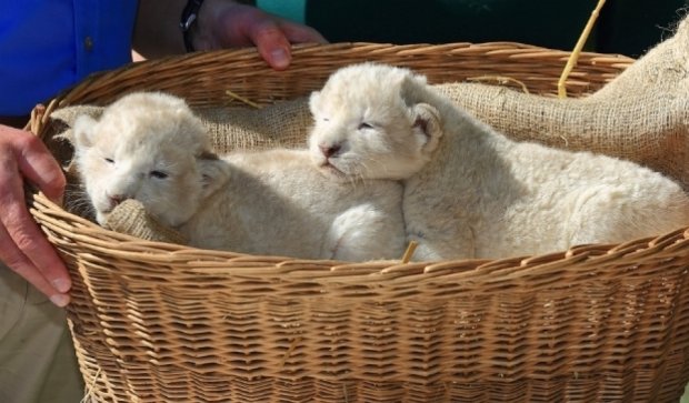 Белых львят-близнецов впервые показали в зоопарке