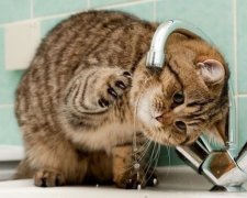 Шестимісячне кошеня затопило притулок у Флориді