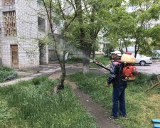 Бердянськ окупували голодні і нахабні тварюки, які пожирають дерева