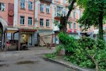 Падіння дерева в Полтаві, фото: poltava.to