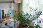 Комнатные растения, скриншот с видео