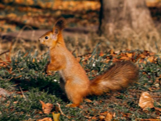 Білка, осінь, фото із соцмереж