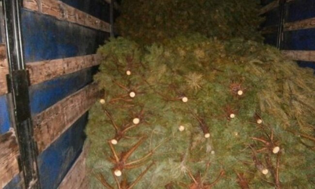 Пограничники задержали троих украинцев за кражу трехсот сосен