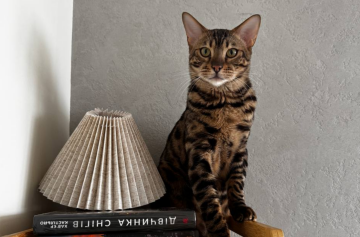 Котик, фото: Знай.ua