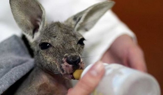 Как маленький кенгуру насмешил весь мир (видео)