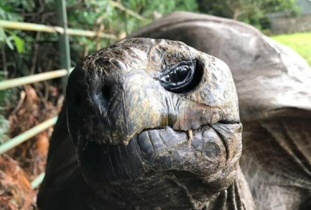 Черепаха Джонатан, скріншот: YouTube