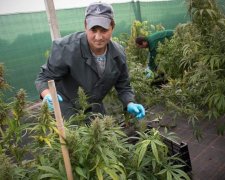 Легалізація легких наркотиків: що думають українці