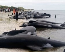 Сотні китів померли на берегах Нової Зеландії