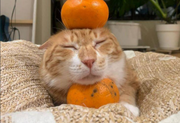 Мандарины, изображения из свободных источников