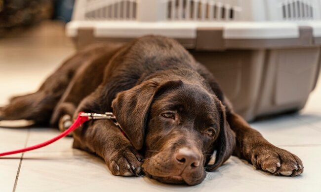 Собака "плаче", фото з  соцмереж