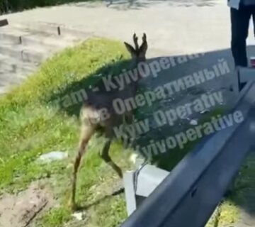 Олень, скриншот из видео