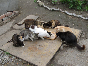 Бездомные коты, фото с фейсбук