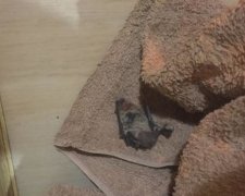 На Різдво вбили кажана сковорідкою