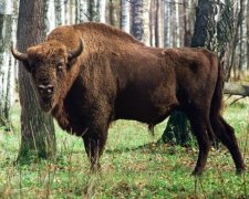 На Прикарпатті засікли бізонів-нелегалів
