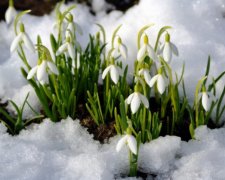 На торговли подснежниками зарабатывают штрафы