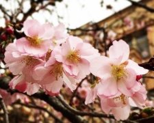 В Мукачевому вже цвіте сакура (фото)