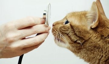 Ветеринары составили рейтинг кошачьих заболеваний