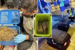 На этой неделе сотрудники аэропорта арестовали двух контрабандистов животных в Таиланде