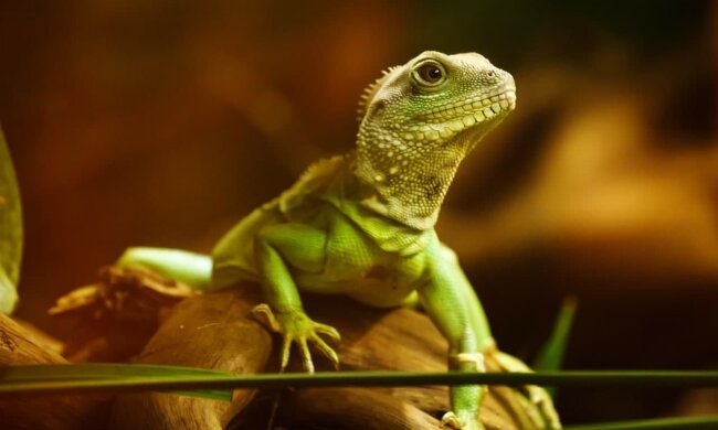 Ящерица / фото: Pixabay