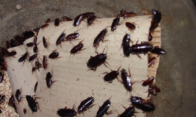 Народні методи проти тарганів, фото з відкритих джерел