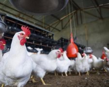 "Наша Ряба" Косюка перетворює цілі села на кладовища