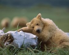 Молодожены разбили сердце медведю прямо на свадьбе: трогательные фото